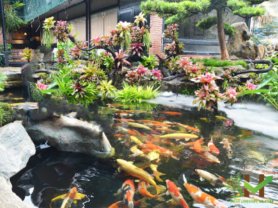 Thiết kế thi công hồ cá koi