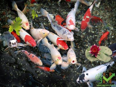 Thiết kế hồ cá koi đúng tiêu chuẩn