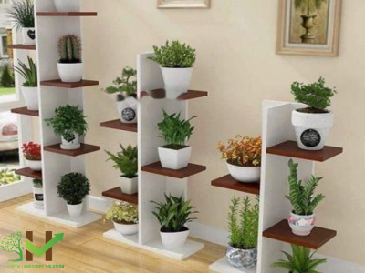 Lựa chọn những loại cây xanh làm đẹp không gian nhà bạn