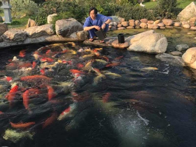 Tham quan hồi Koi khủng của Nghệ sĩ Hoài Linh